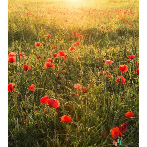 Fototapeta SHX5-071 Poppy World 