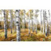 Fototapeta SHX9-015 Colorful Aspenwoods