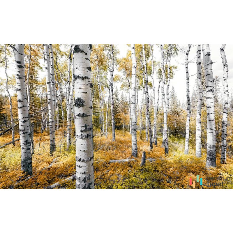 Fototapeta SHX9-015 Colorful Aspenwoods