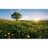 Fototapeta SHX9-034 Frühling auf dem Land