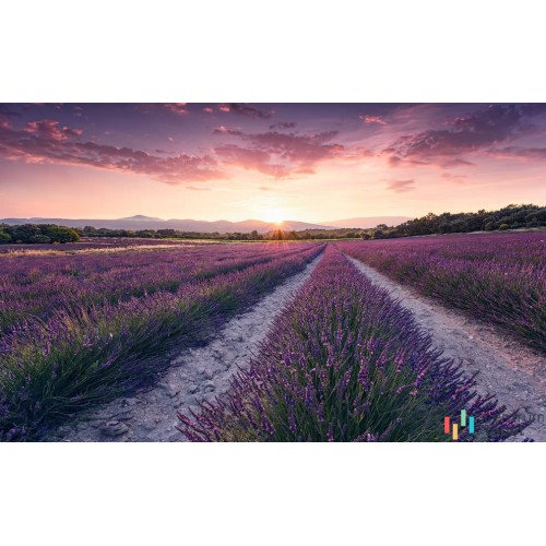 Fototapeta SHX9-052 Lavender Dream