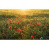 Fototapeta SHX9-071 Poppy World I