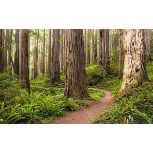Fototapeta SHX9-077 Redwood Trail