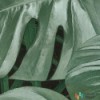Fototapeta D1-023 Novel Monstera