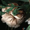 Fototapeta D1-032 Flower Couture