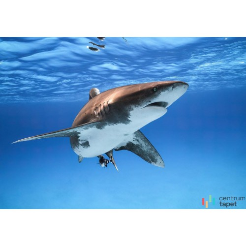 Fototapeta IANGX8-002 Great White Shark