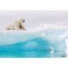 Fototapeta IANGX8-026 Arctic Polar Bear