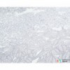 Tapeta 37753-6 Floral Impressions AS Creation
